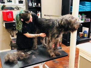 how much does it cost to groom a dog